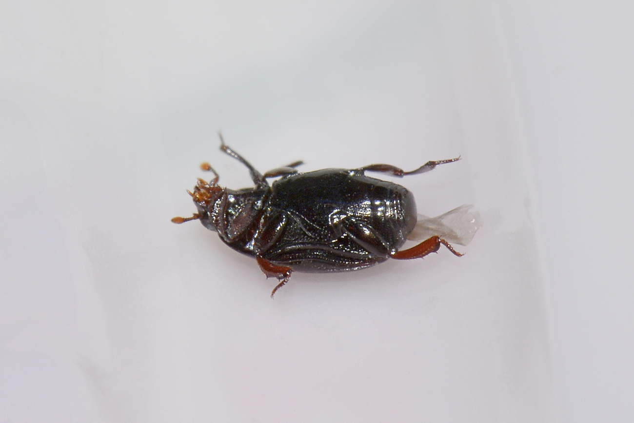 Histeridae: Carcinops sp? S. C. pumilio